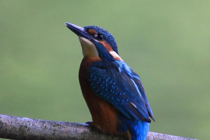 A kingfisher, photographed by Milly H