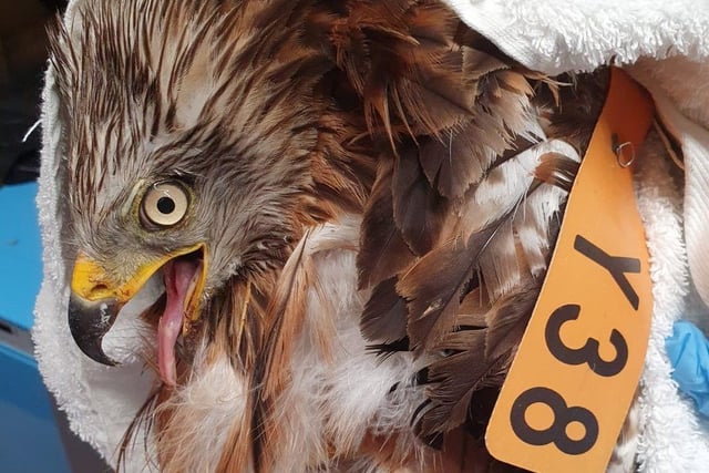 German kite found injured in Lasham the first in the UK for 32 years