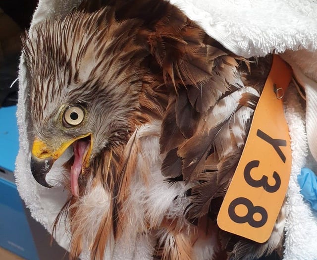 German kite found injured in Lasham the first in the UK for 32 years