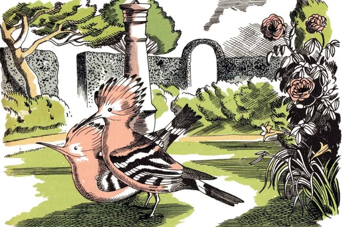 ‘The most unusual birds… a pair of hoopoes’ 
by John Nash from the 1951-72 edition of The Natural History of Selborne, held in the collection of Gilbert White’s House & Gardens. 