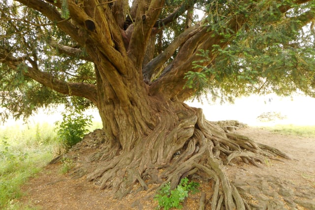 Waverley Abbey yew crowned Woodland Trust Tree of the Year 2022