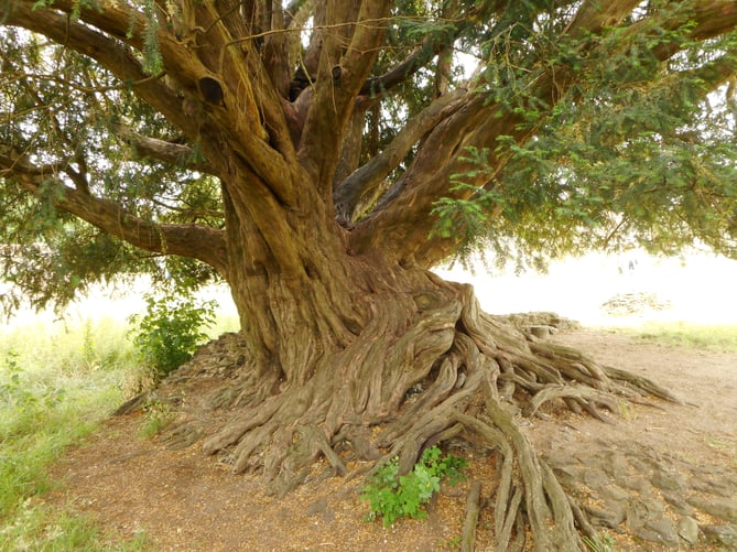 A spectacular yew tree at Waverley Abbey near Farnham has been crowned Tree of the Year in the Woodland Trust’s 2022 competition