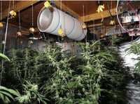Cannabis farm family jailed for Christmas