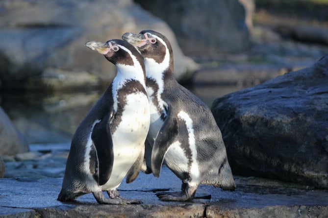 Seven penguins isolated with avian influenza at Marwell Zoo since December have all since tested negative and are expected to return to their enclosure in the next few weeks