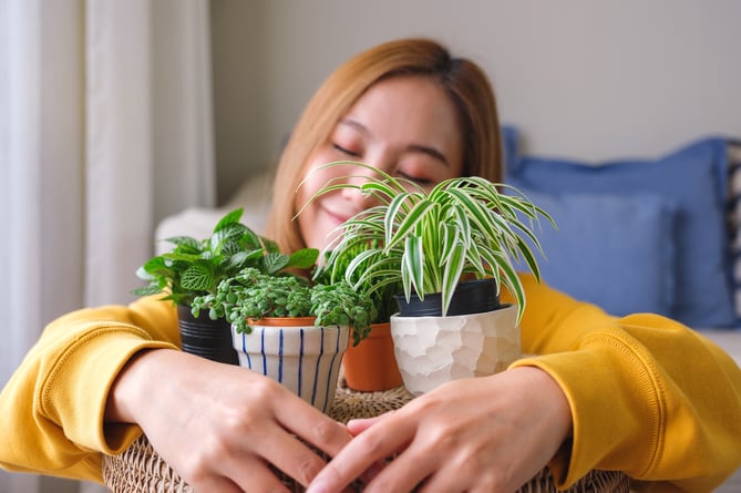A happy houseplant makes for a happy person, say Squire's