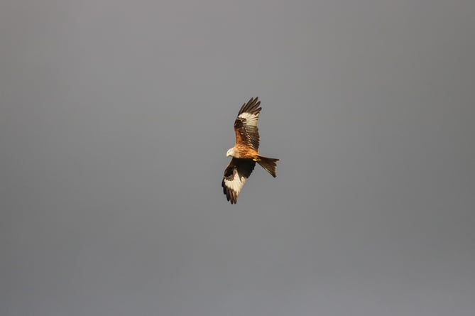 There are several nesting red kites in the Wey valley between Alton and Farnham