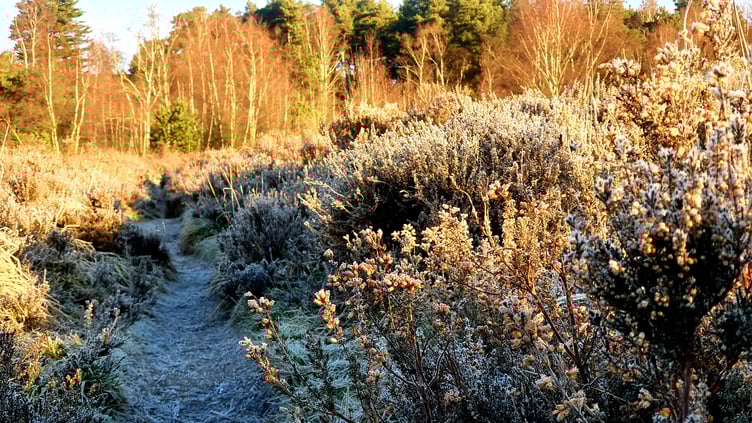 Weavers Down is an area of high ground in Hampshire, England, situated 2 miles (3 km) to the west of Liphook. It neighbours the Longmoor Military Camp.