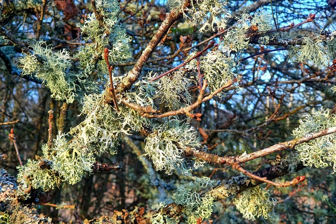 Lichen at Bramshott Common