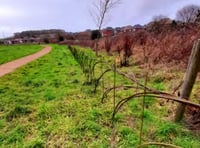 Cows to be given job of managing Will Hall Meadow in Alton