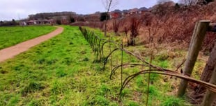 Cows to be given job of managing Will Hall Meadow in Alton