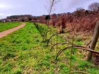 Council ruminates over letting cows graze meadow