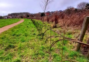 Cows to be given job of managing Will Hall Meadow in Alton