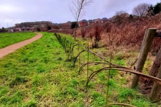 Living willow hedge, Will Hall Meadow, Alton.