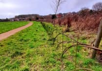 Cows to be given job of managing Will Hall Meadow in Alton