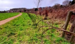 Living willow hedge will protect wildlife in Alton