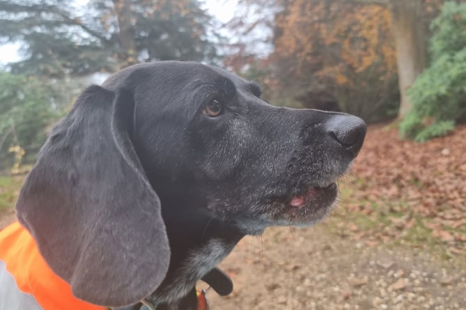 The four-day walk was in memory of Henry’s beloved Beagle-cross Alfie