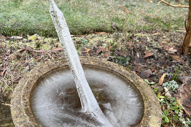 The ice spike captured in Tricia Sturgeon's garden