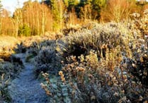 What to look out for on heaths around Whitehill & Bordon this January