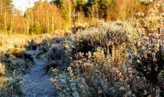 What to look out for on heaths around Whitehill & Bordon this January