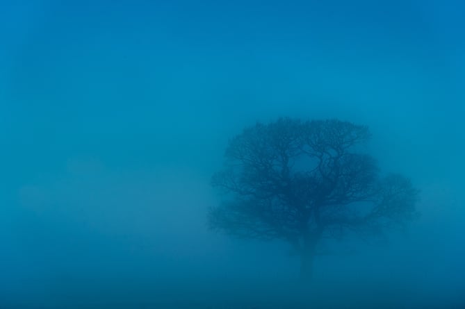 An eerie blue Misty light, enveloping a tree, during Winter. Fog