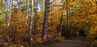 Peeps into the Past: Who was Alice of Alice Holt Forest?