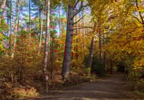 Peeps into the Past: Who was Alice of Alice Holt Forest?