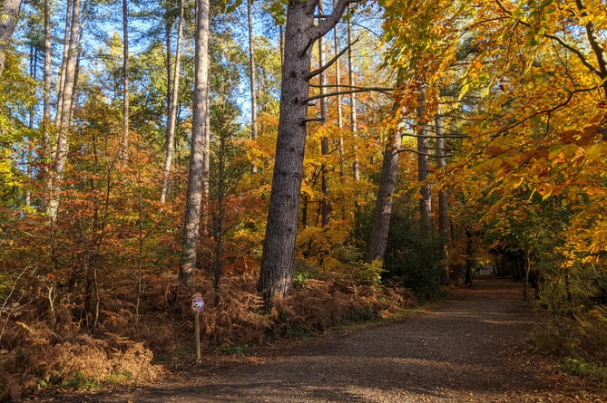 Alice Holt Forest