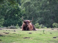 Trio rescued after searching for Highland cows on South Downs