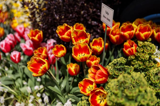 Tulips.