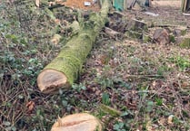 Tree felling left former Medstead woodland looking like a 'war zone'