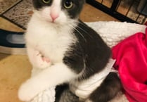 Haslemere family's mission to bring disabled cat Ace from Spain
