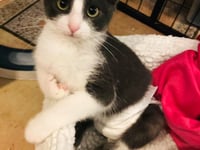 Haslemere family's mission to bring disabled cat Ace from Spain