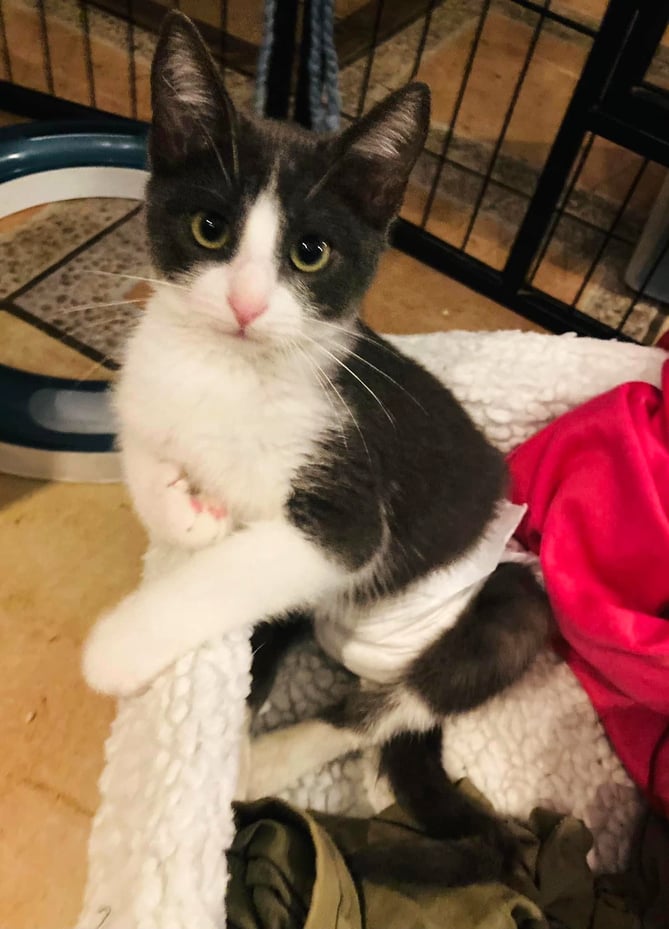 Ace the wonder cat, who the Watson family from Haslemere are on a mission to bring from Spain to the UK