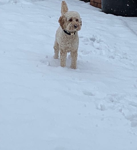 Having fun in the snow