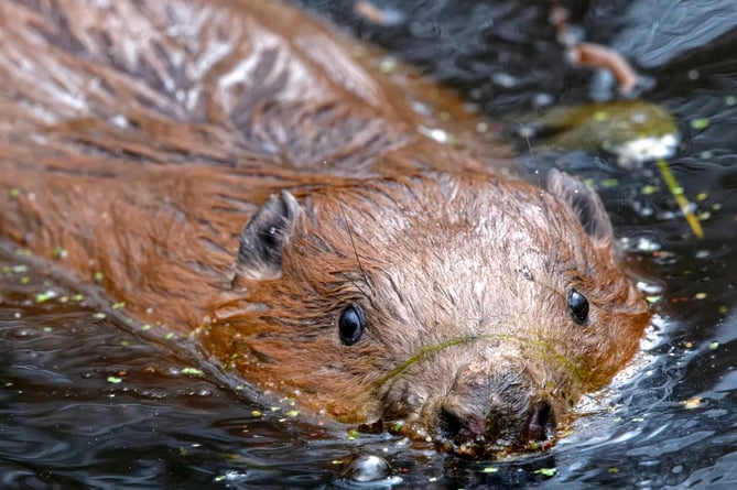 Two beavers – a male and a female – were released on the edge of the South Downs into a 37-acre fenced area in March last year.
PHOTO: NICK UPTON/NATIONAL TRUST