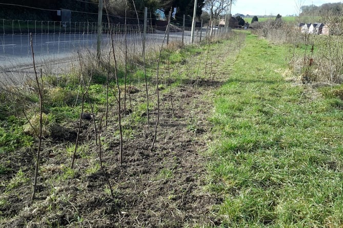 Alton Climate Action Network's finished hedgerow at Will Hall Meadow