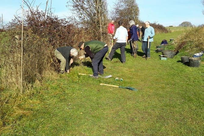 Alton Climate Action Network volunteers planting at the Greenfields site