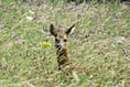Vast herds of deer now roam the Hampshire/West Sussex borders