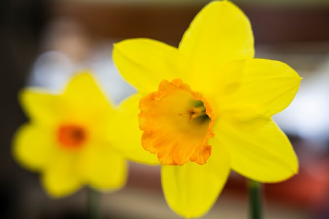 Daffodils at the Surrey Hills Spring Festival at the Rural Life Living Museum