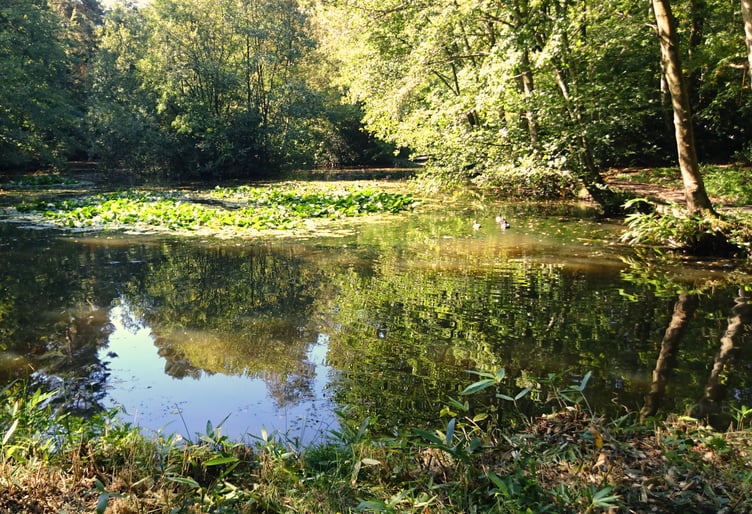 A pond in the Deadwater Valley nature reserve, described as  'a jewel in the crown for Whitehill and Bordon' by district councillor Adam Carew