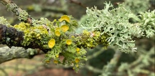 Almost extinct lichen found growing at Petersfield Heath