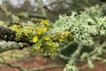 Almost extinct lichen found growing at Petersfield Heath