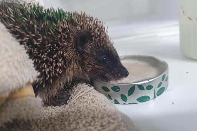 A hedgehog in the care of Brent Lodge Wildlife Hospital near Chichester