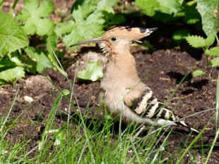 A hoopoe coup for Alton: Rare bird sightings cause a flap