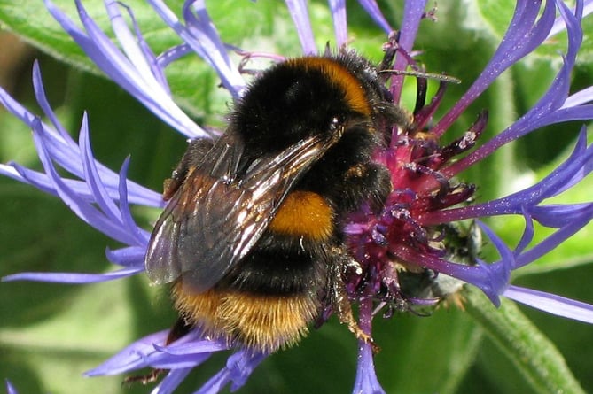 A buff-tailed bee (Bombus terrestris)
