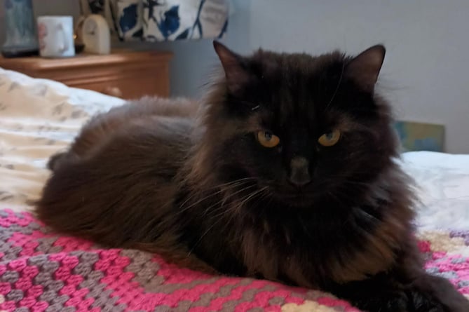 Bella has shrugged off the amputation and is showing no ill effects of her ordeal