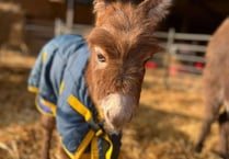 Reward of £10,000 to find missing donkey possibly spotted in Farnham