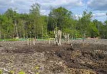 More than 200 trees on Havant Thicket Reservoir site are replanted