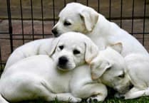 Puppy parents required for assistance dogs of the future 