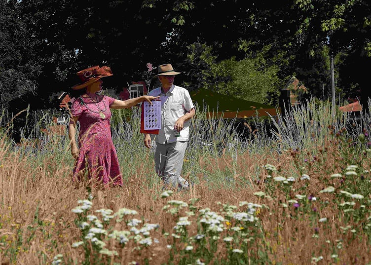 The Big Butterfly Count will launch on July 1